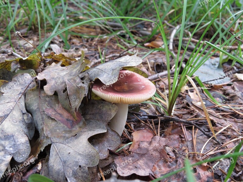 Russula Mushroom Dry Leaves Free Photos