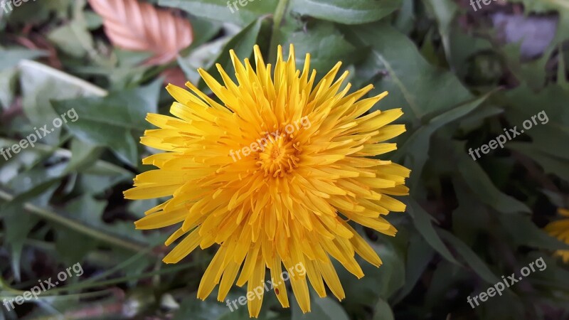 Sonchus Oleraceus Flower Dandelion Nature Meadow