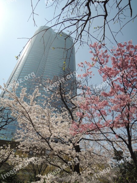 Cherry Blossoms Roppongi Hills Mohri Garden Free Photos