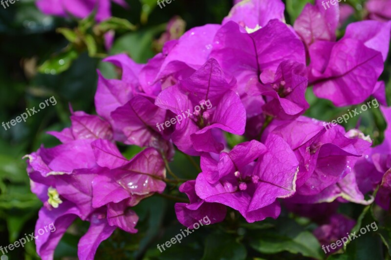 Flowers Lilac Nature Flower Free Photos