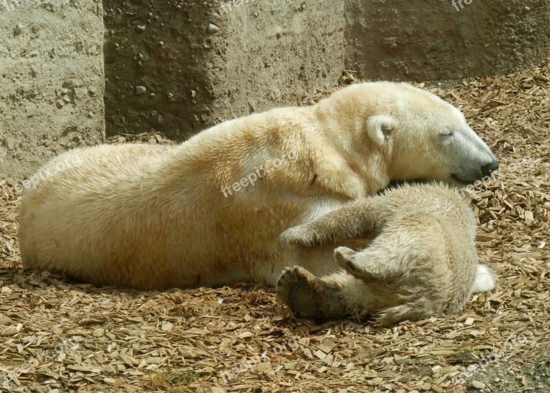 Polar Bear Polar Bear Family Polar Bear Cub Polar Bear Baby Polar Bear Child