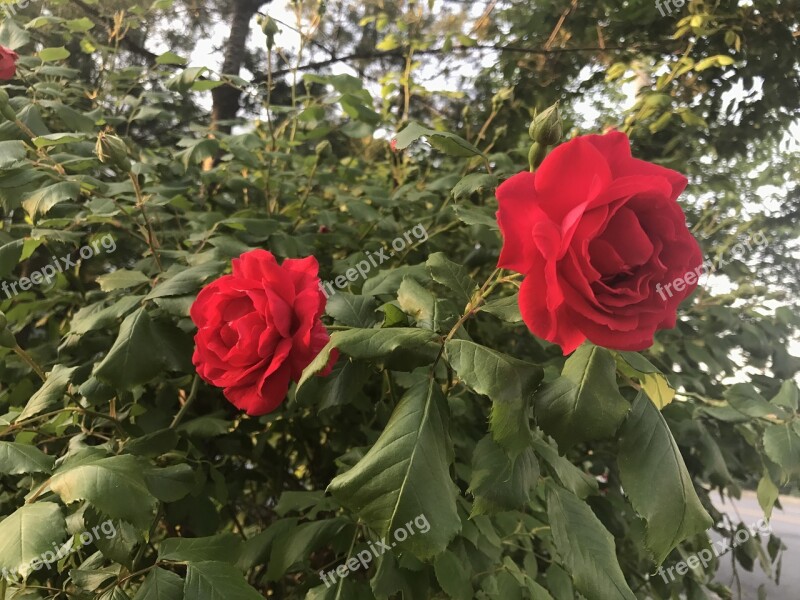 Flowers Red Random Free Photos