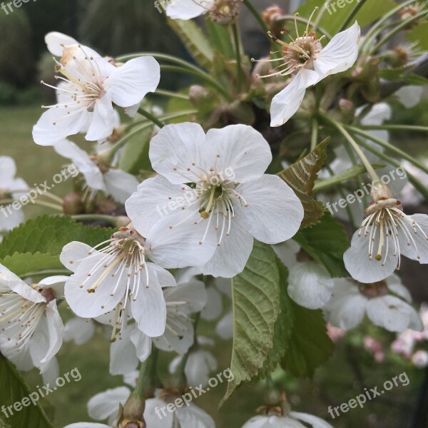 Cherry Cherry Tree Flower Tree Nature