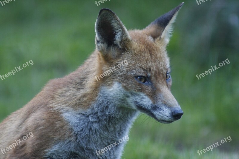 Animal Fox Wild Wildlife Free Photos