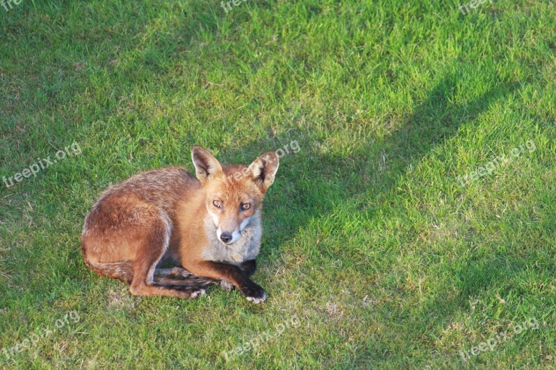 Fox Shadow Garden Animal Silhouette