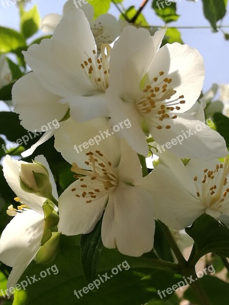 Jasmine Flowers Nature Free Photos