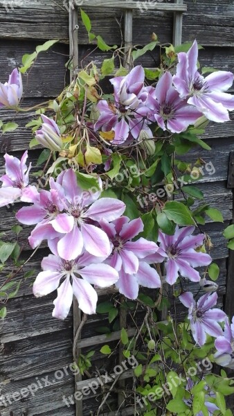 Clematis Trellis Garden Shed Blooming Climbing