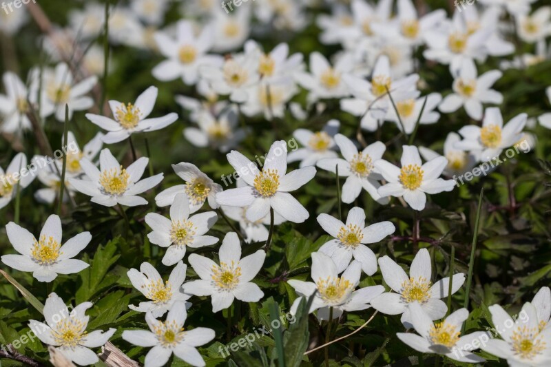 Anemones May 2017 Rogaland Free Photos