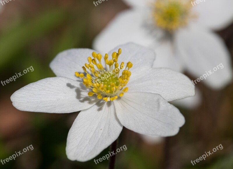 Anemones May 2017 Rogaland Free Photos