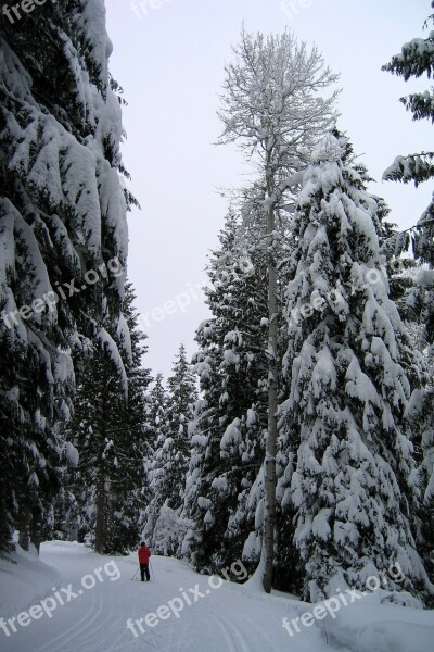 Winter Snow Skier Cold Skiing