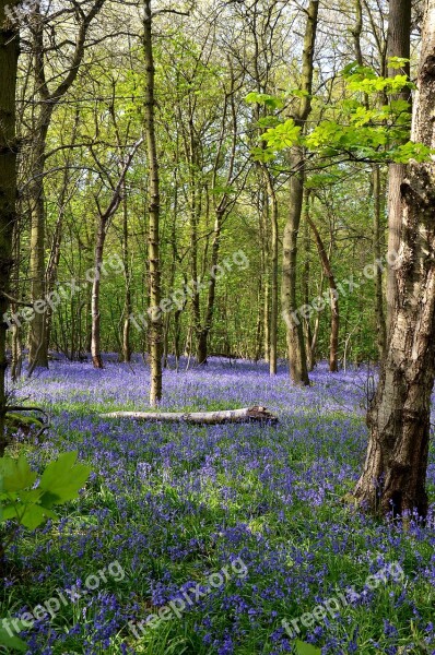 Bluebells Forest Rufford Park Spring Nature