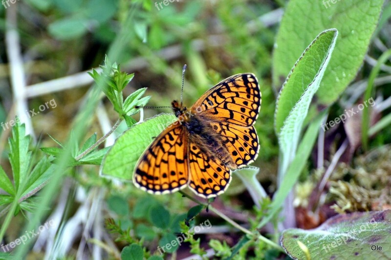 Animals Insect Butterfly Macro Close Up