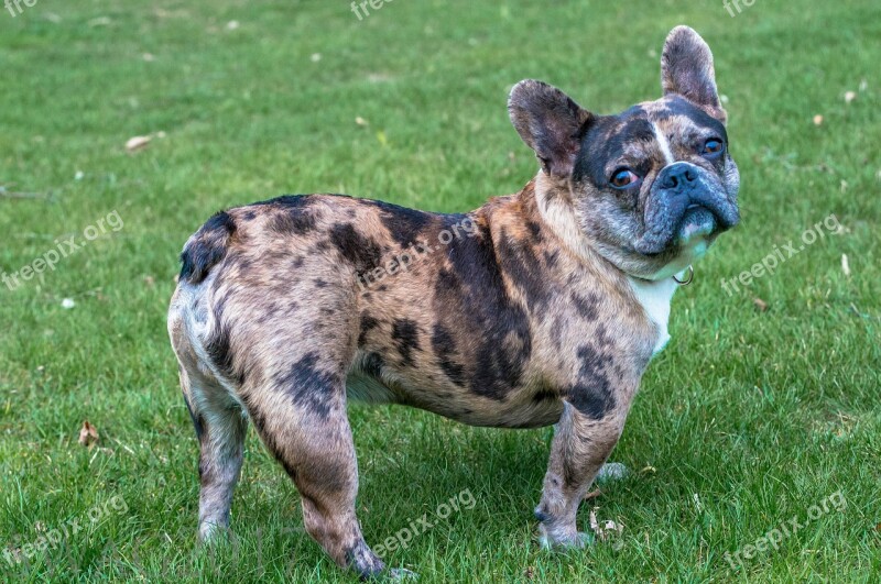 French Bulldog Bulldog Bully Sleepy Pet