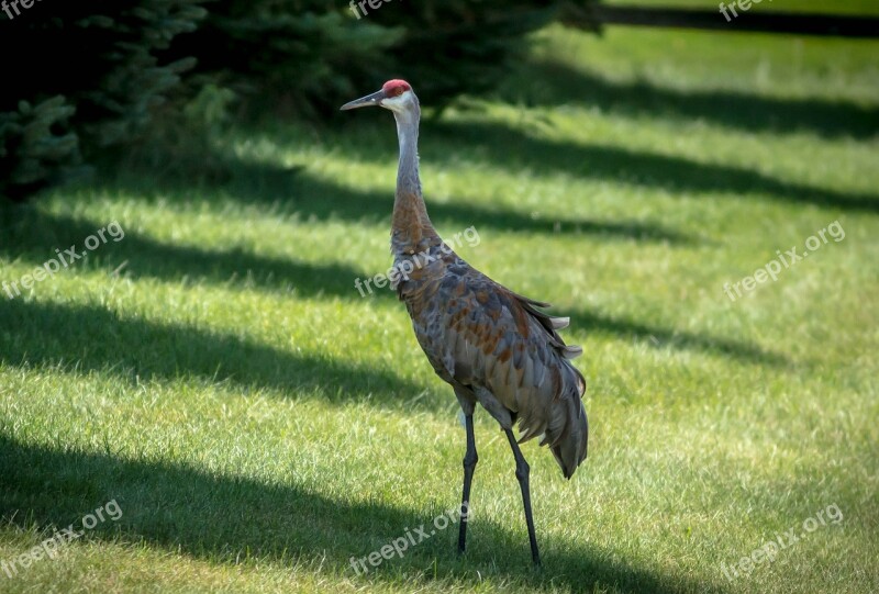 Sand Hill Crane Crane Pterodactyl Bird Noisy