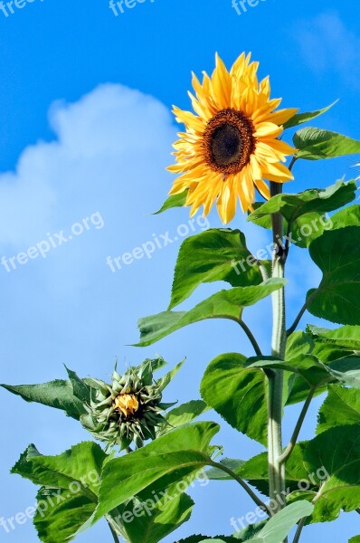 Sunflower Flower Florets Plant Yellow