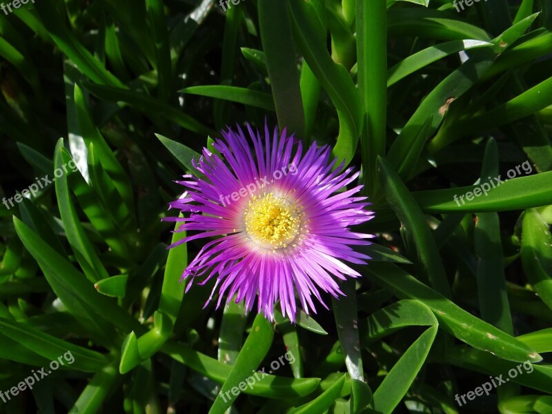 Flower Silvestre Nature Detail Plant