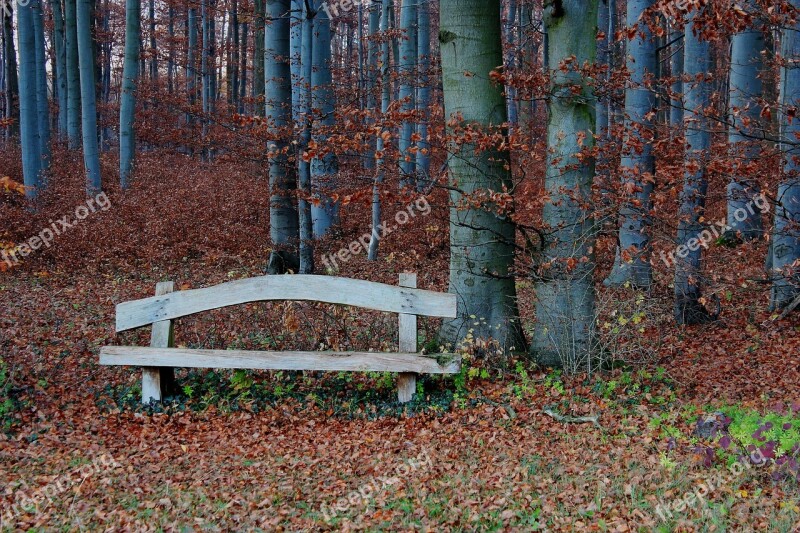 Forest Bank Rest Autumn Bank Seat