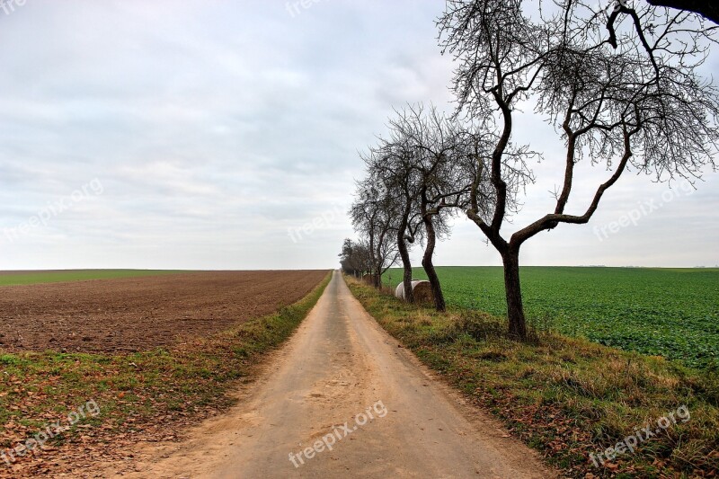 Lane Trees Nature Landscape Away