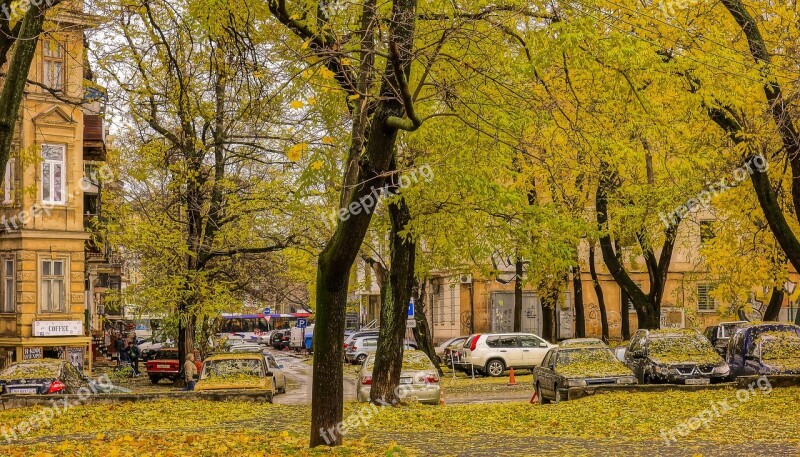 Autumn Yellow Leaves Autumn Colors Free Photos