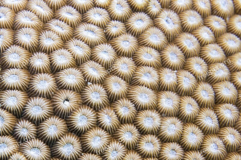 Anemone Diving Zanzibar Africa Sea