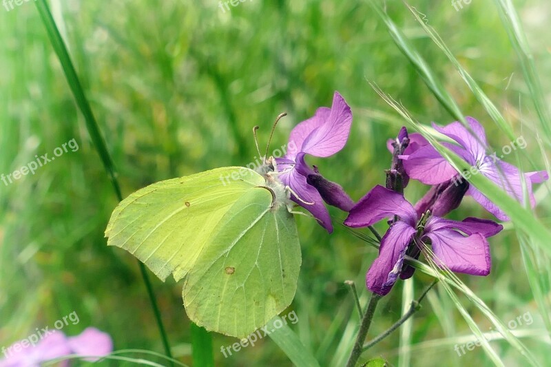 Butterfly Gonepteryx Rhamni Purple Flower Nature Free Photos