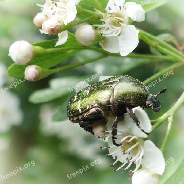 Beetle Rose Beetle Insect Flowers Nature