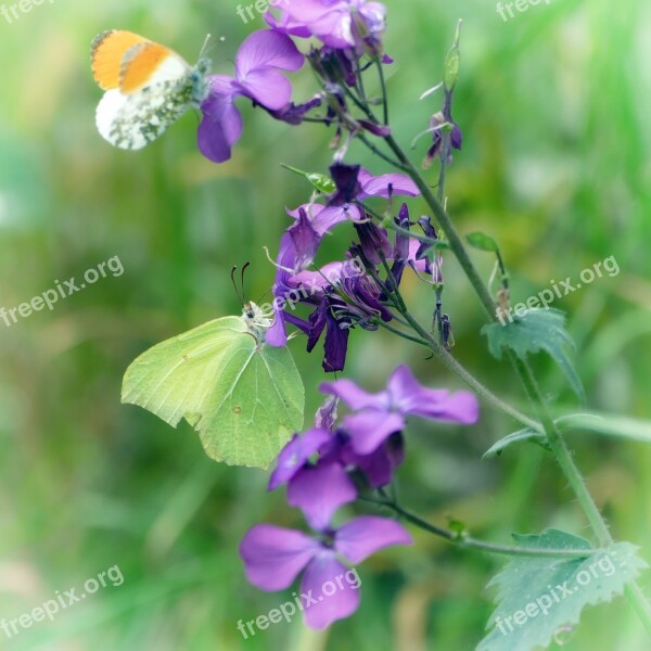 Butterflies Gonepteryx Rhamni Aurora Butterfly Forest Nature