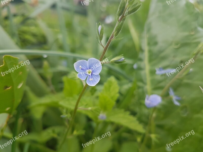 Floare Natura Plante Free Photos