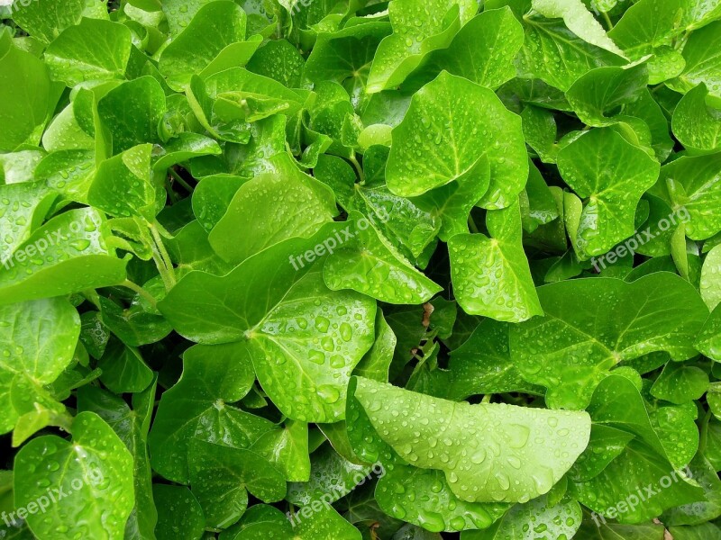 Foliage Leaves Wet Leaves Raindrop Drop