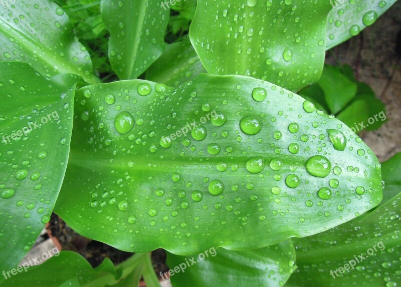 Foliage Green Leaf Wet Leaves Just Add Water Drop