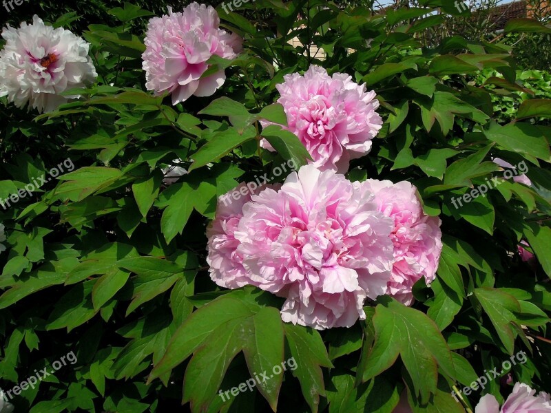 Peony Peónia Flower Pink Flower Pink