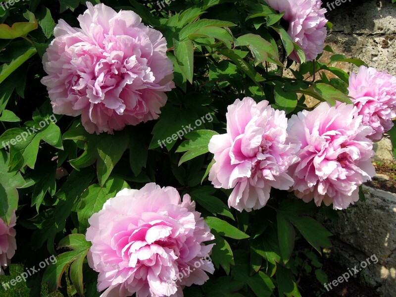 Peony Peónia Pink Flower Pink Flowers