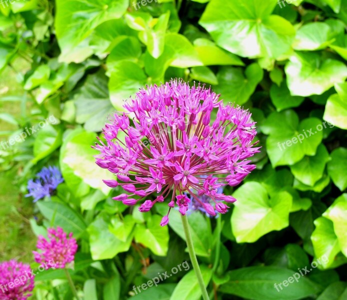 Hagymavirág Díszhagyma Flower Purple Flower Purple