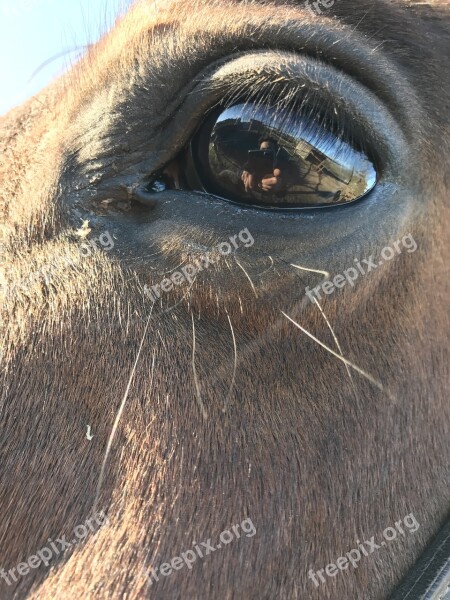 Horse Horse Eye Head Nature Animal