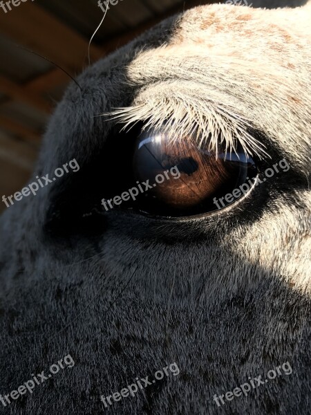 Horse Horse Eye Head Animal Eye