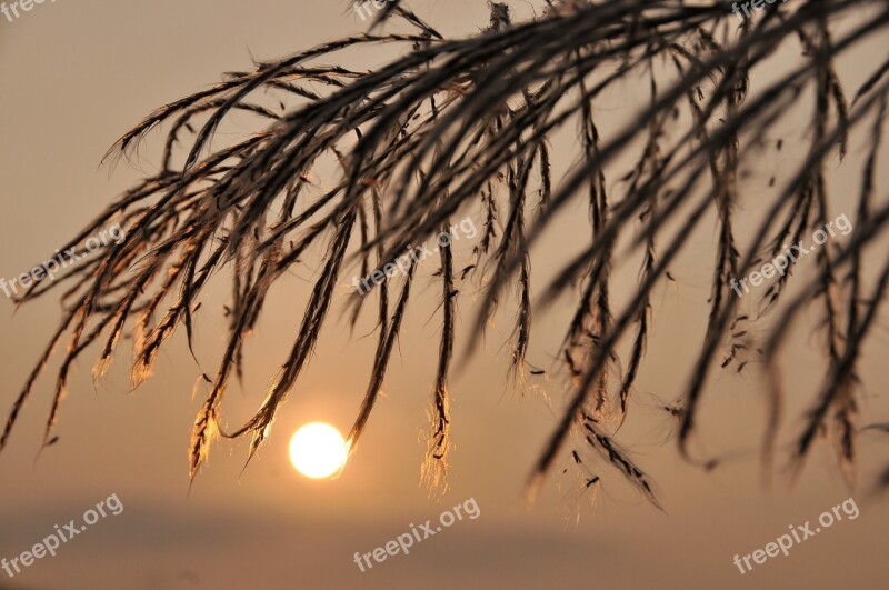 The Evening Sun Circular Gold Light Reed