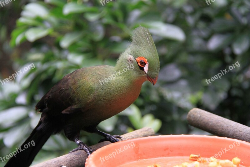 Green Silk Crown Monk Hat Bird Red Eyelids White Spots Green Blue Purple