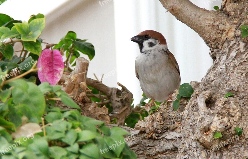 Sparrow Birds Bougainvillea Green Red