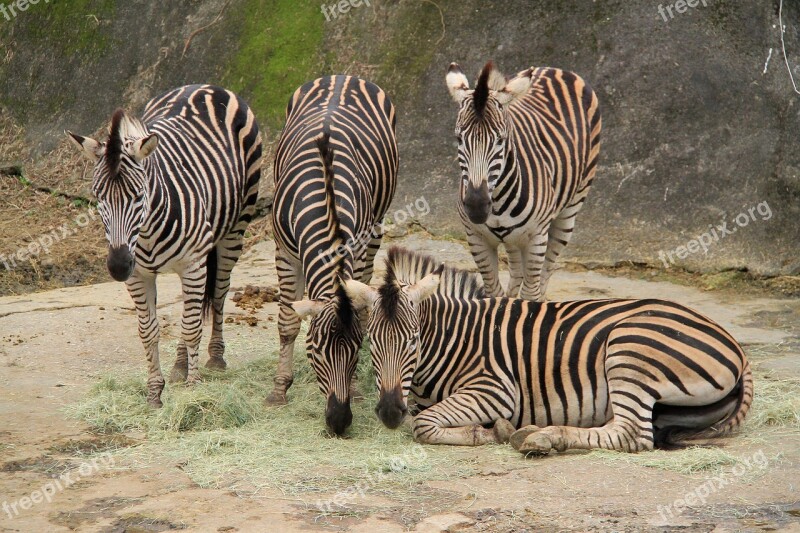 Zebra Four Stripes Black White