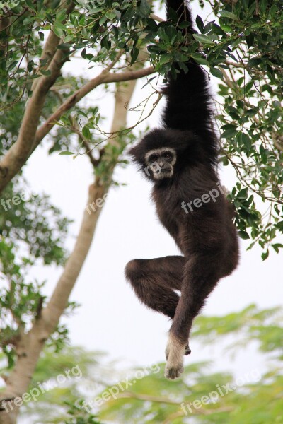 Gibbon Long Hanging Elastic Tree Wood