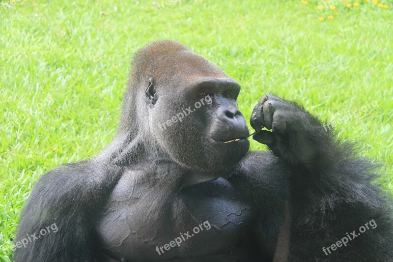 A Silver Back Gorilla Zoo Eating Ash Black Captive