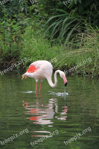 Red Crane Birds Pond 覓 Food Zoo