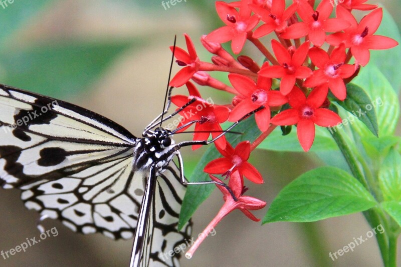 Butterfly White Black Spots Stripes Quentin Chong