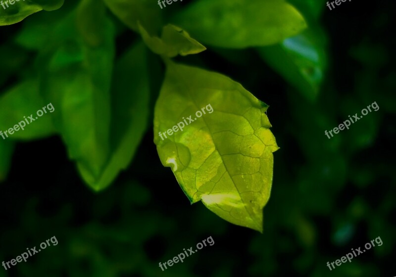 Leaf Green Green Leaf Green Leaves Summer