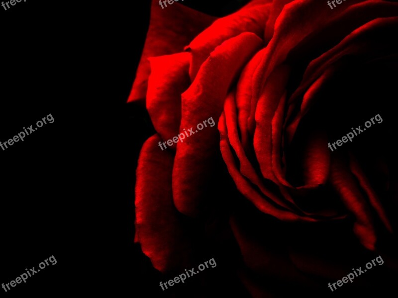 Rose Red Red Rose Flower Romance