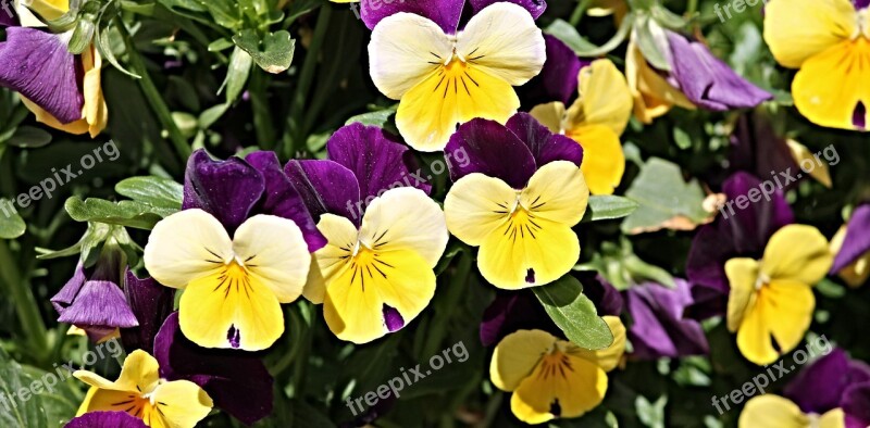 Pansy Flower Garden Flowers Pink White