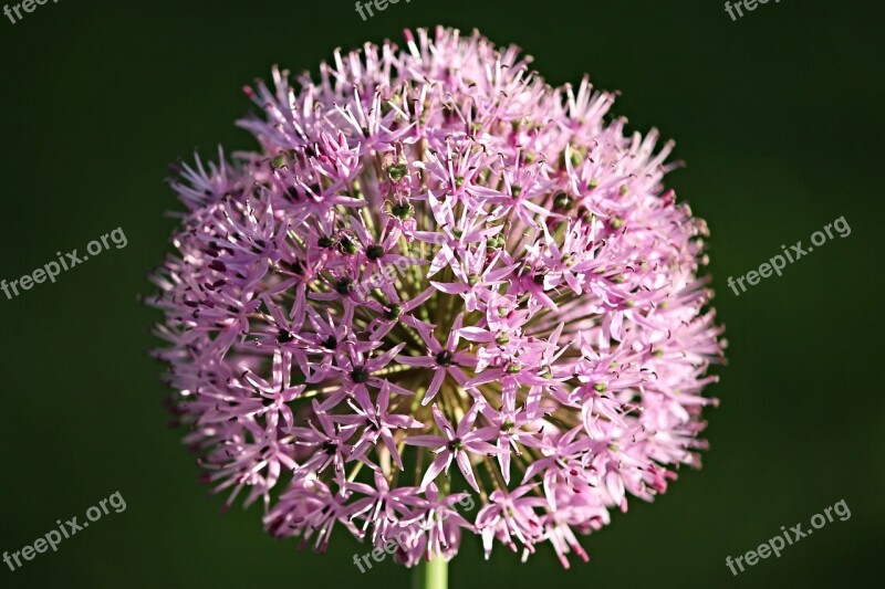 Ornamental Onion Allium Blossom Bloom Garden Plant