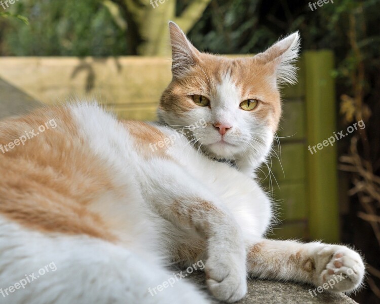 Cat Lying Look White And Red Free Photos