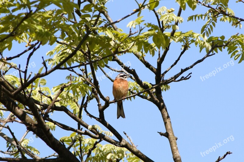 Animal Plant Wood Wild Birds Little Bird