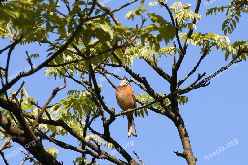 Animal Plant Wood Wild Birds Little Bird